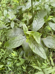 Elephantopus carolinianus