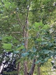 Platanus