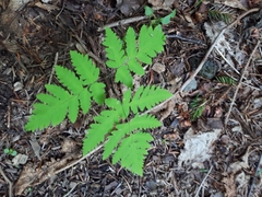 Gymnocarpium dryopteris