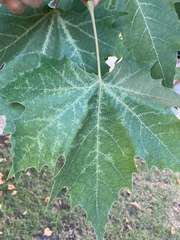 Platanus
