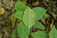 Puccinia komarovii
