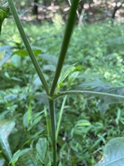 Elephantopus carolinianus