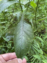 Elephantopus carolinianus