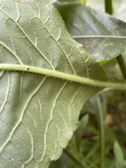 Elephantopus carolinianus