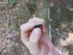 Parallelostethus attenuatus