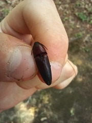 Parallelostethus attenuatus