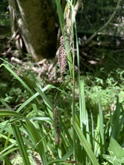 Carex crinita