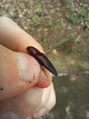 Parallelostethus attenuatus