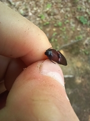 Parallelostethus attenuatus