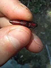 Parallelostethus attenuatus