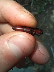 Parallelostethus attenuatus