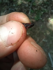 Parallelostethus attenuatus