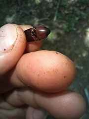 Parallelostethus attenuatus