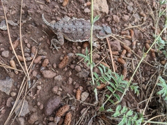 Phrynosoma hernandesi