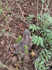Phrynosoma hernandesi