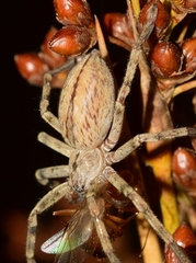 Eusparassus levantinus