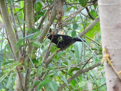 Turdus serranus