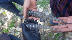 Balsas Armed Lizard photo 3