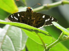 Apyrrothrix