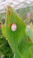 Xeropicta derbentina