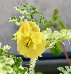 Solanum fructu-tecto