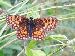 Melitaea celadussa