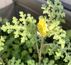 Solanum fructu-tecto