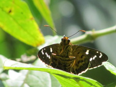 Apyrrothrix