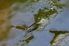 Aquarius elongatus