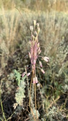 Allium praescissum