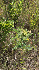 Astragalus canadensis
