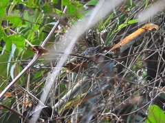 Drymophila caudata