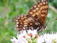 Melitaea celadussa