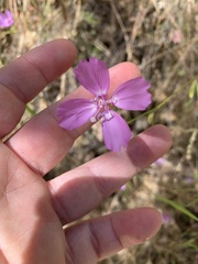 Clarkia biloba brandegeeae