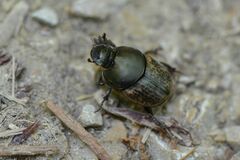 Onthophagus medius