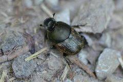 Onthophagus medius
