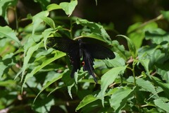 Papilio macilentus
