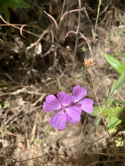 Clarkia biloba brandegeeae
