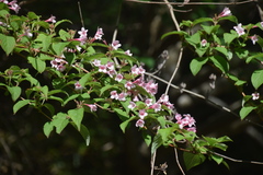Weigela hortensis