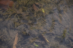 Aquarius elongatus