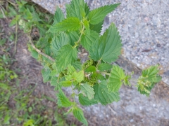 Urtica dioica