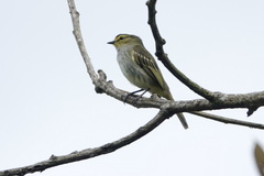 Zimmerius viridiflavus