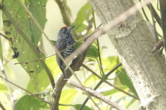 Picumnus steindachneri