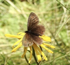 Erebia euryale
