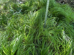 Carex tuckermanii