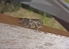 Platypleura kaempferi