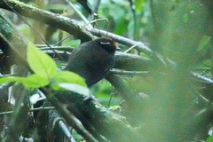 Conopophaga castaneiceps