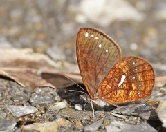 Lymanopoda ferruginosa