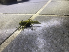 Trachyzulpha formosana