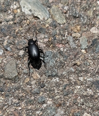 Tenebrionidae